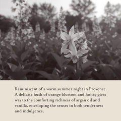 A LA MAISON white tea rose fragrance close up evokes elegant aroma.