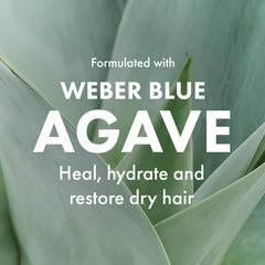 Agave Healing Oil agave smoothing shampoo hair-softening action during use.