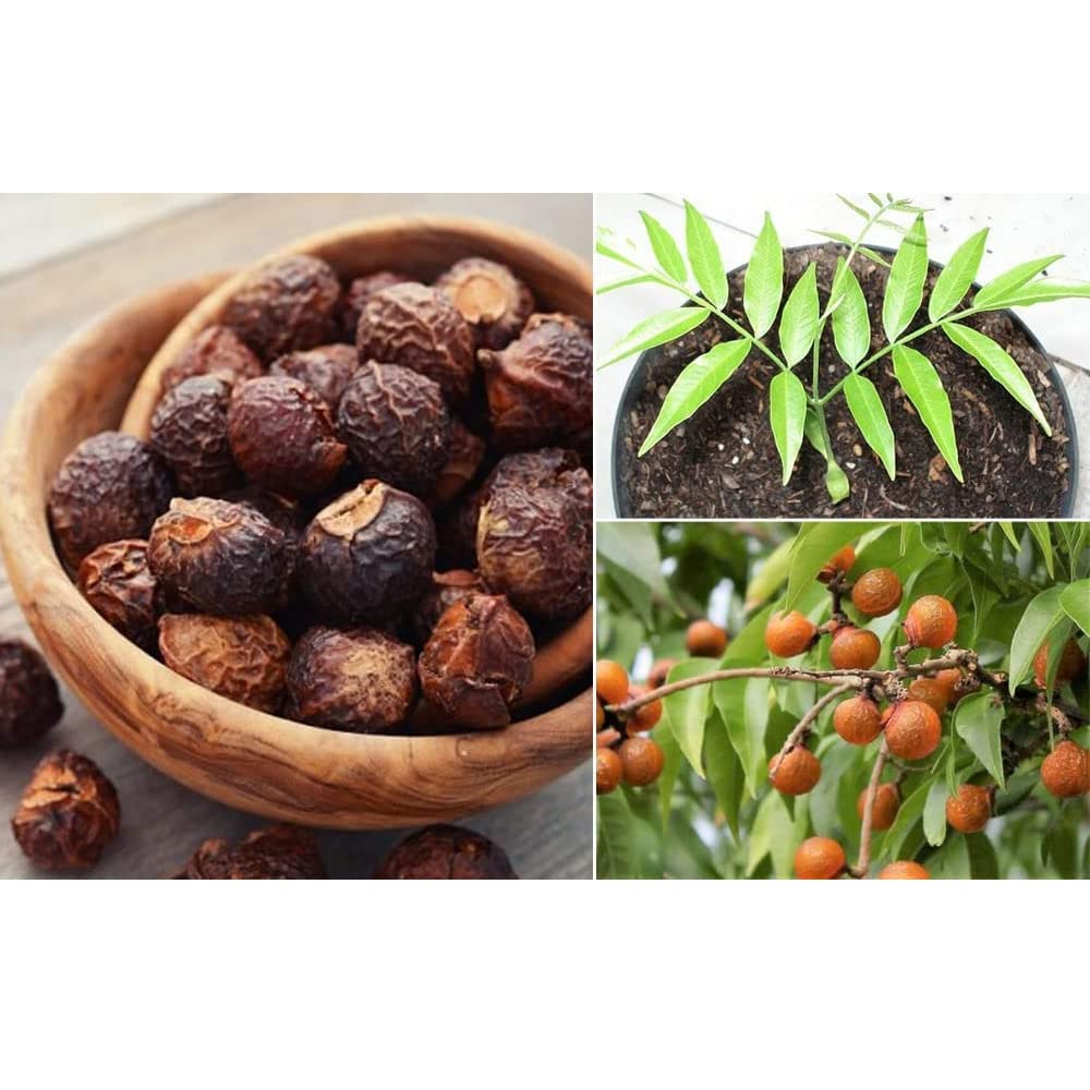 AnNafi Reetha fruit close-up showing natural saponins for cleansing power.
