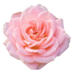 Arm & Hammer hand soap closeup shows gentle lather and rose aroma