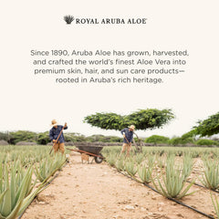 Aruba Aloe After-Sun Lotion quickly absorbs for daily sun care.