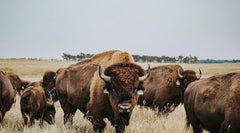 Dakota Pure Bison Tallow Balm silky absorption on lips with non-greasy feel.