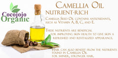 Dr Joe Lab Camellia Seed Oil non-greasy feel on skin