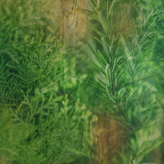 Bottle pours to reveal Cypress & Rosemary scent during use.