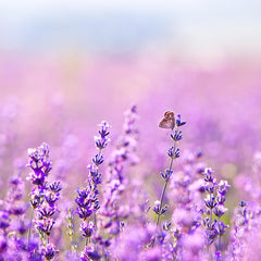 Earthborn Elements Lavender Epsom Salt dissolving in warm water for fast relaxation.