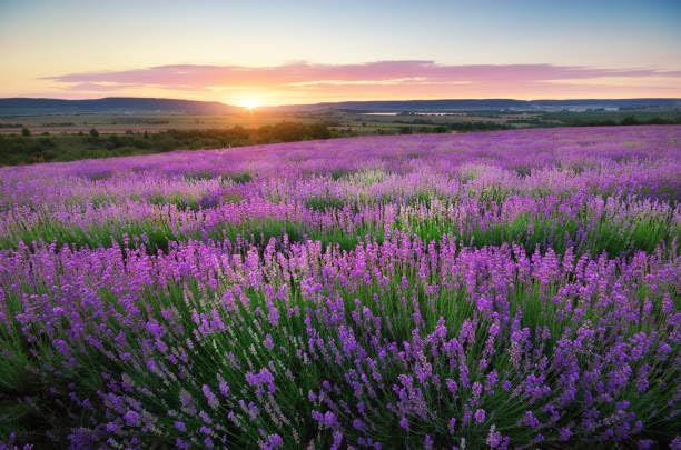 ECOS Lavender Hand Soap Refill pour captures smooth dispensing and quick lavender-scented hand cleansing.