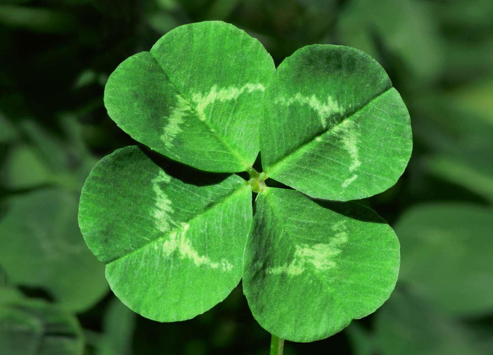 Etivel Rain scent notes with green clover and lily of the valley.