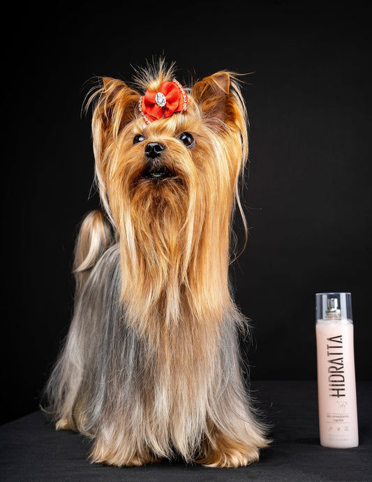 Hidratta No-Tangle Detangler bottle applying on coat for smoother brushing.