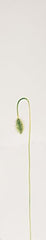 Kenzo Flower by Kenzo gift box presentation for gifting.
