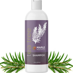 Maple Holistics Tea Tree Shampoo bottle highlights a clarifying formula for oily hair.