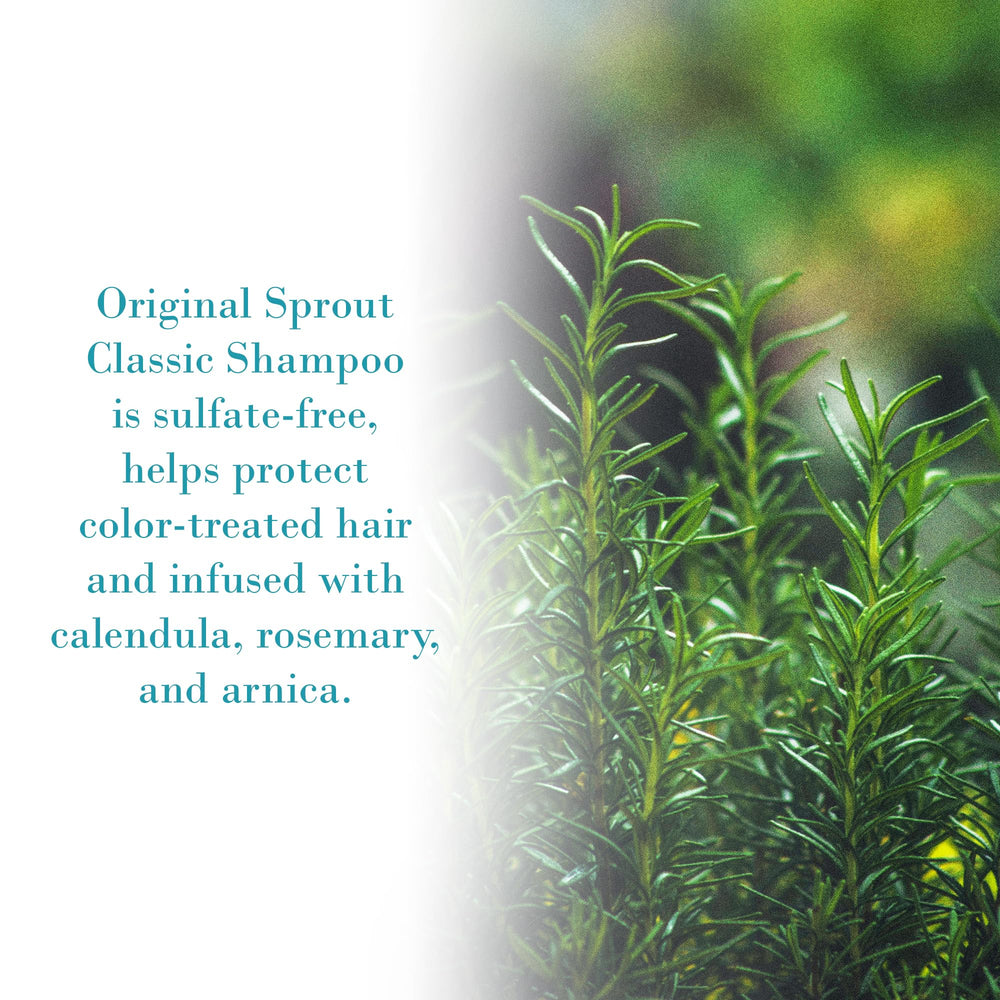 Original Sprout Classic Shampoo pack of two bottles for family care.