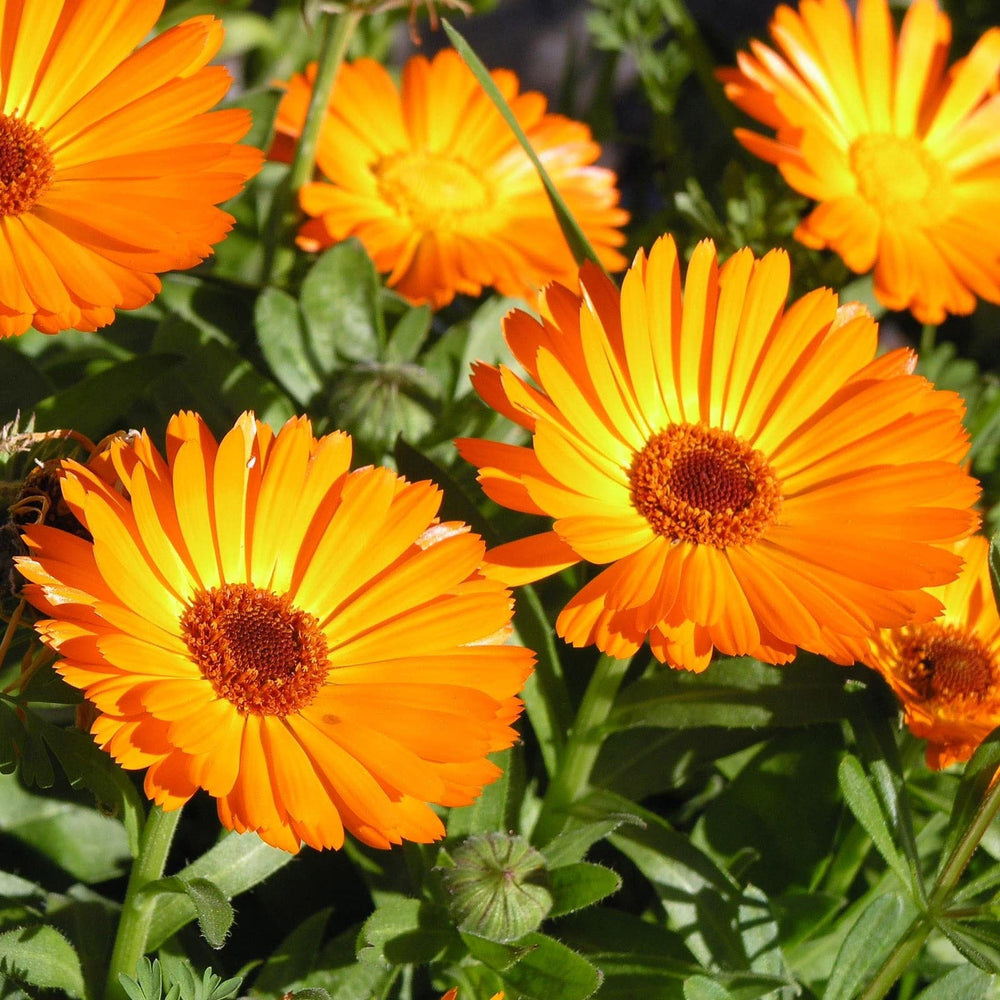 Jojoba oil in Shwally balm shown as part of balanced hydration formula