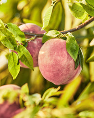 Packaging box for Skylar Peach Fields emphasizes vegan and hypoallergenic promise.