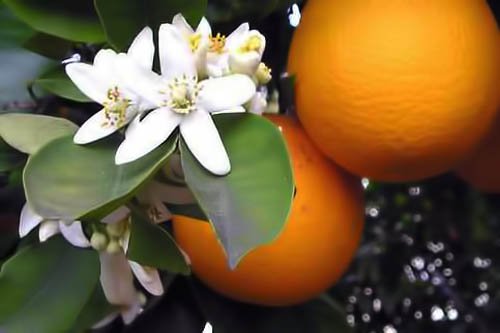 Sweet Essentials Neroli water pour highlights calming aroma for spa-like facial refresh