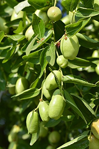 US Organic Jojoba Oil cruelty-free certification logo featured