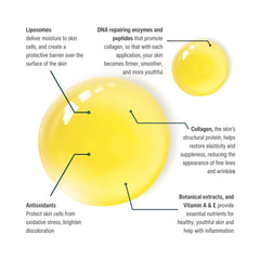 Wilma Schumann DNA serum ingredients with peptides and enzymes for firming.