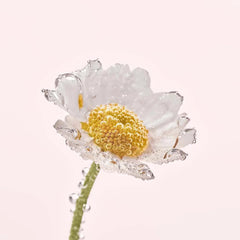 Hands applying calendula cream for day and night routine.