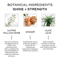Zenagen Evolve Repair natural ingredients image featuring aloe and ginger nourishing hair.