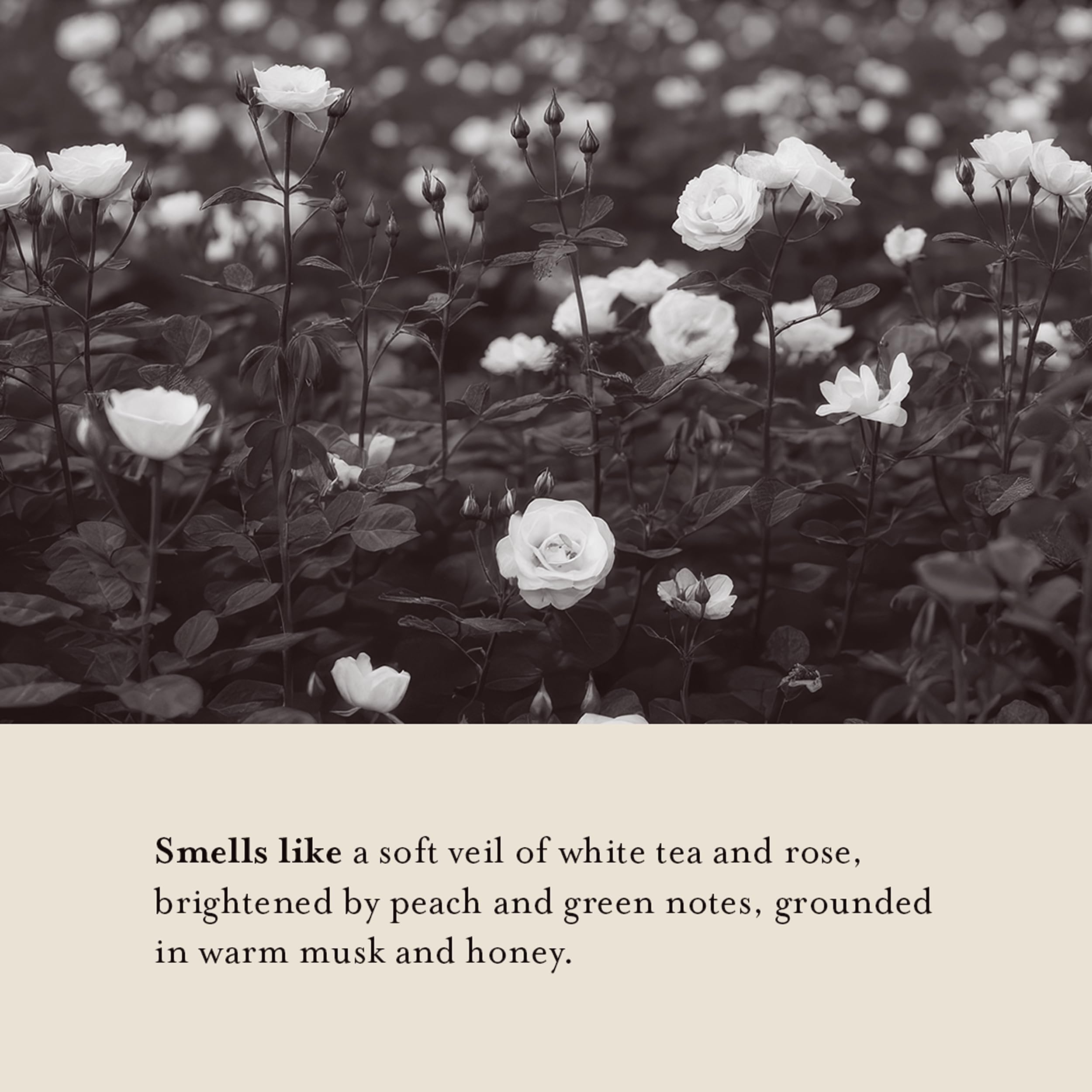 A La Maison white tea rose fragrance highlighting delicate floral scent