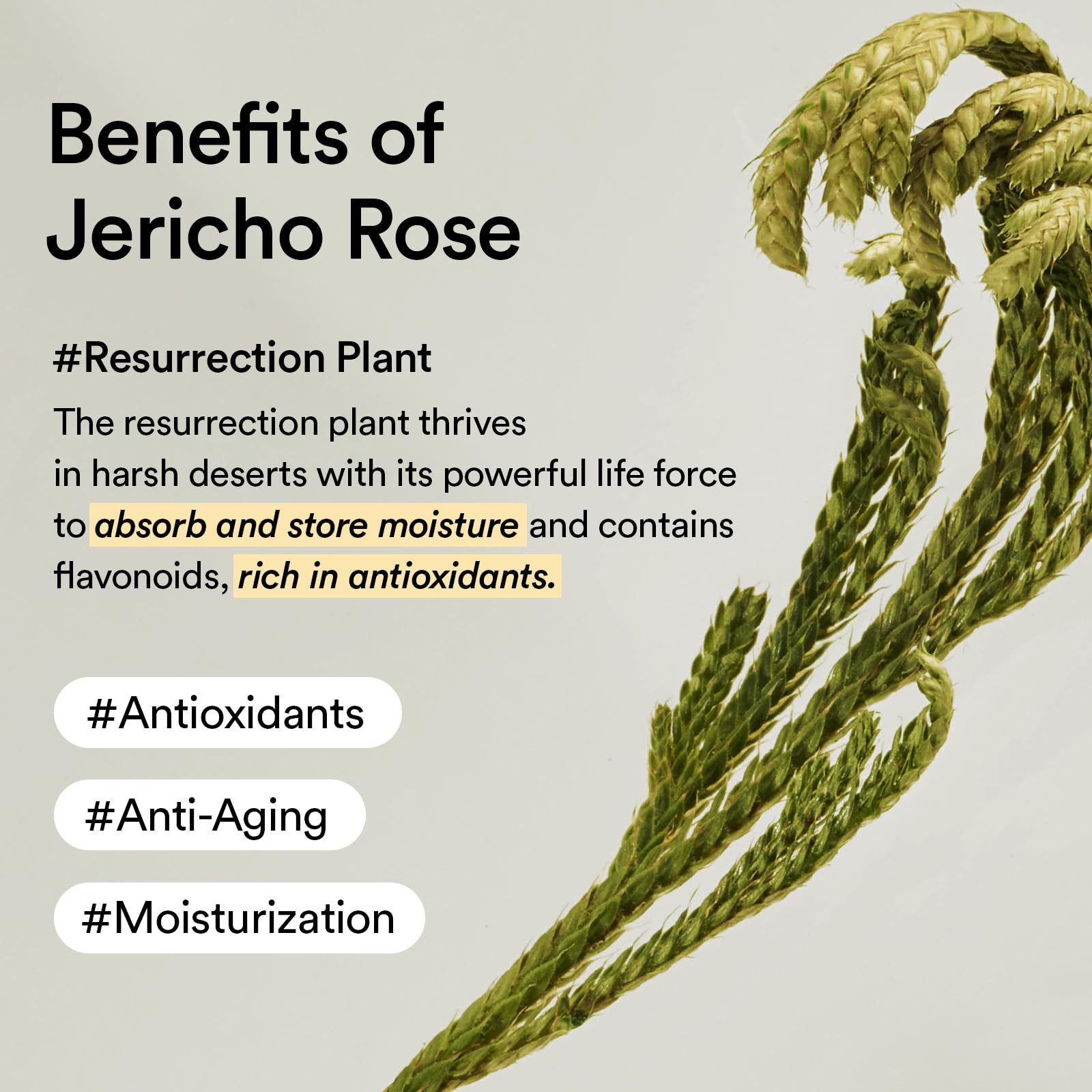 Abib Jericho toner pads close-up for refreshing skin prep.