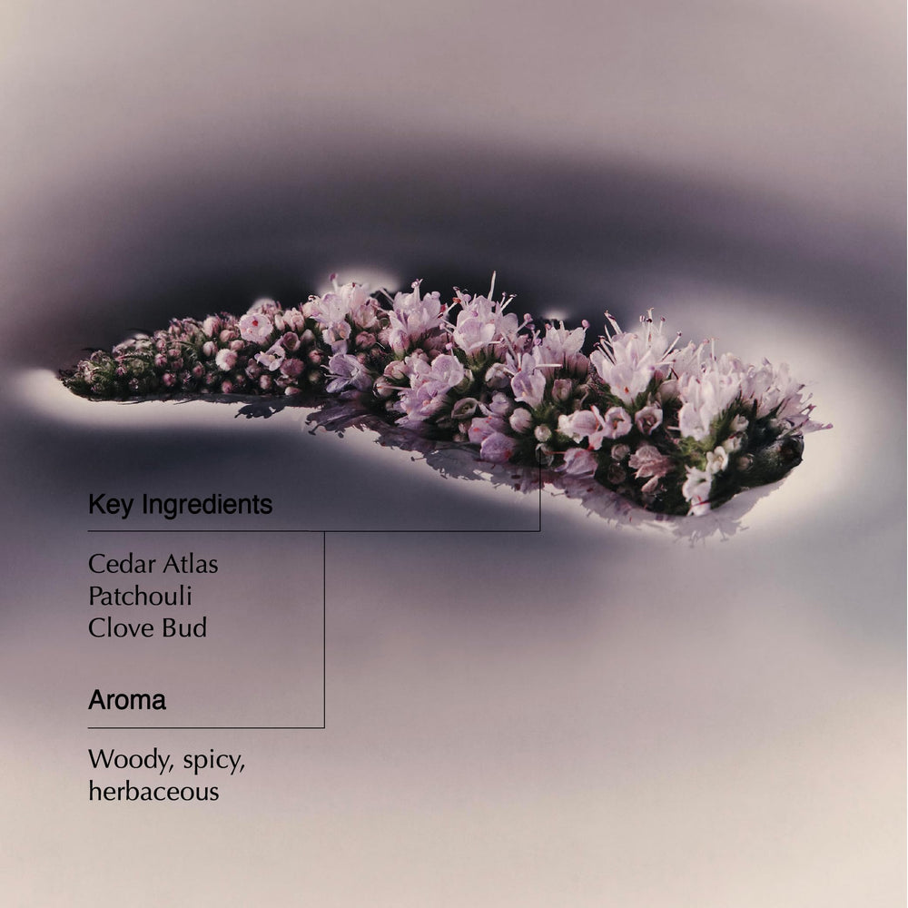 Aesop Eleos Cedar Atlas aroma with herbaceous, woody notes.