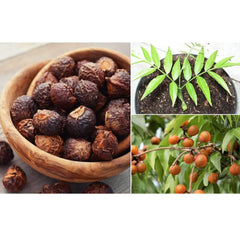AnNafi Reetha fruit close-up showing natural saponins for cleansing power.
