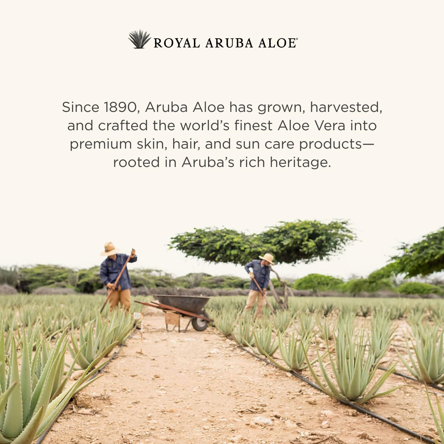Aruba Aloe After-Sun Lotion quickly absorbs for daily sun care.