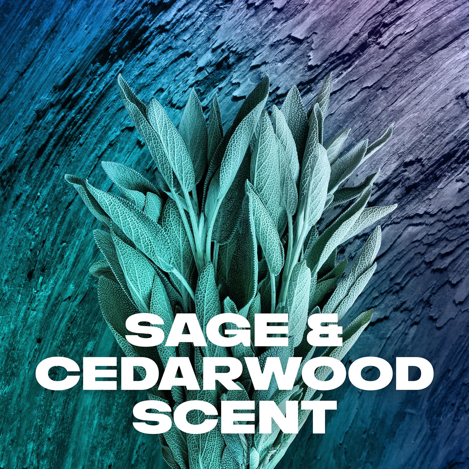 Sage and cedarwood scent notes close-up on AXE Apollo for a bold fragrance