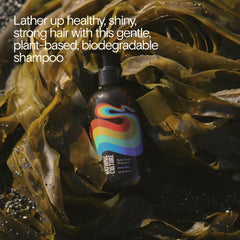 Close-up of kelp extract and amaranth seed ingredients in Bathing Culture shampoo