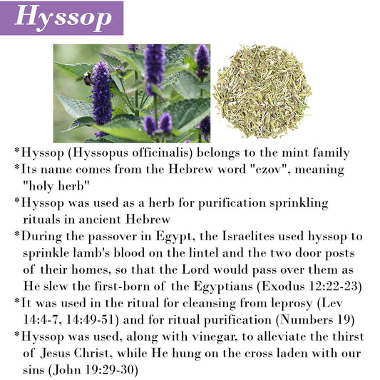 BIBLE N Beautyoils hyssop shampoo bottle highlights organic oils for healthy hair cleansing