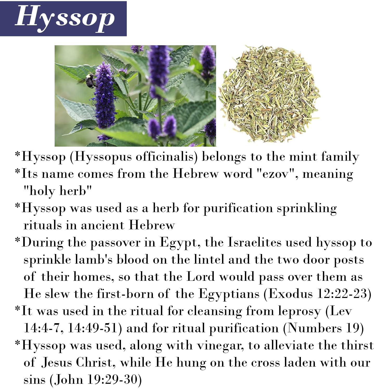 BIBLE N Beautyoils hyssop shampoo lather emphasizing nourishing scalp care.