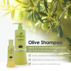 Hands apply Chihtsai Olive Shampoo in shower for gentle cleansing.