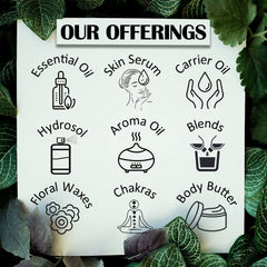 dève herbes Black Currant Oil being used for skin and hair nourishment.