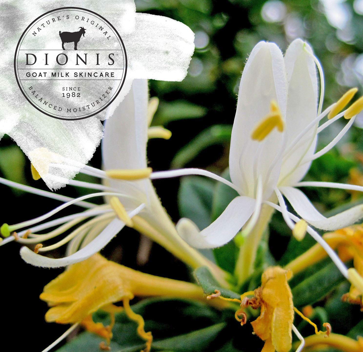 Dionis packaging highlights honeysuckle coconut scent on the label