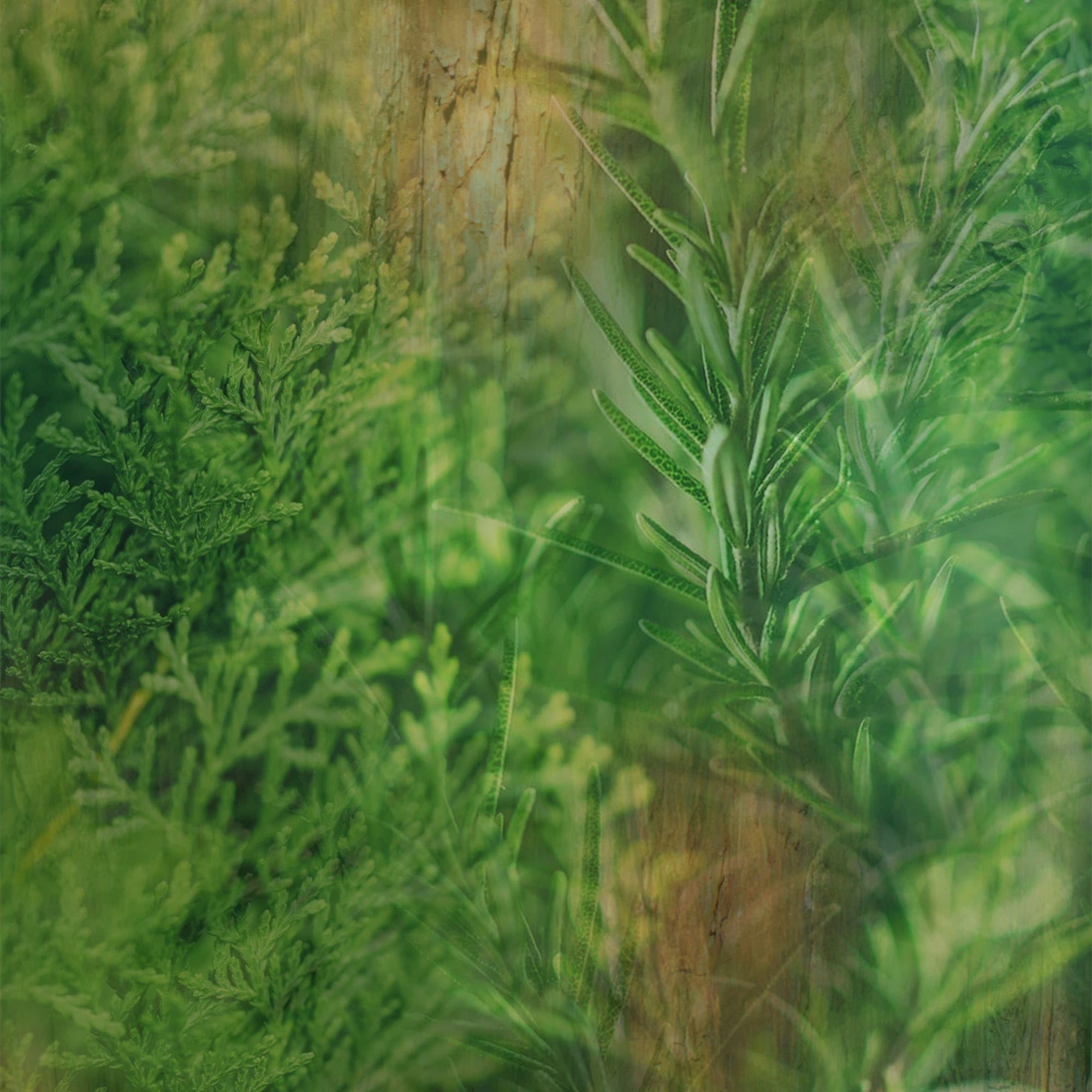 Bottle pours to reveal Cypress & Rosemary scent during use.