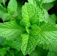 Earth Elements Organics Peppermint Chamomile Balm travel size ideal for busy mornings.