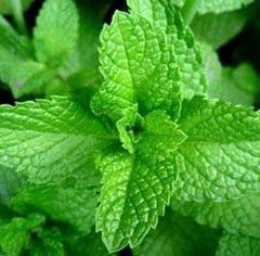 Earth Elements Organics Peppermint Chamomile Balm travel size ideal for busy mornings.