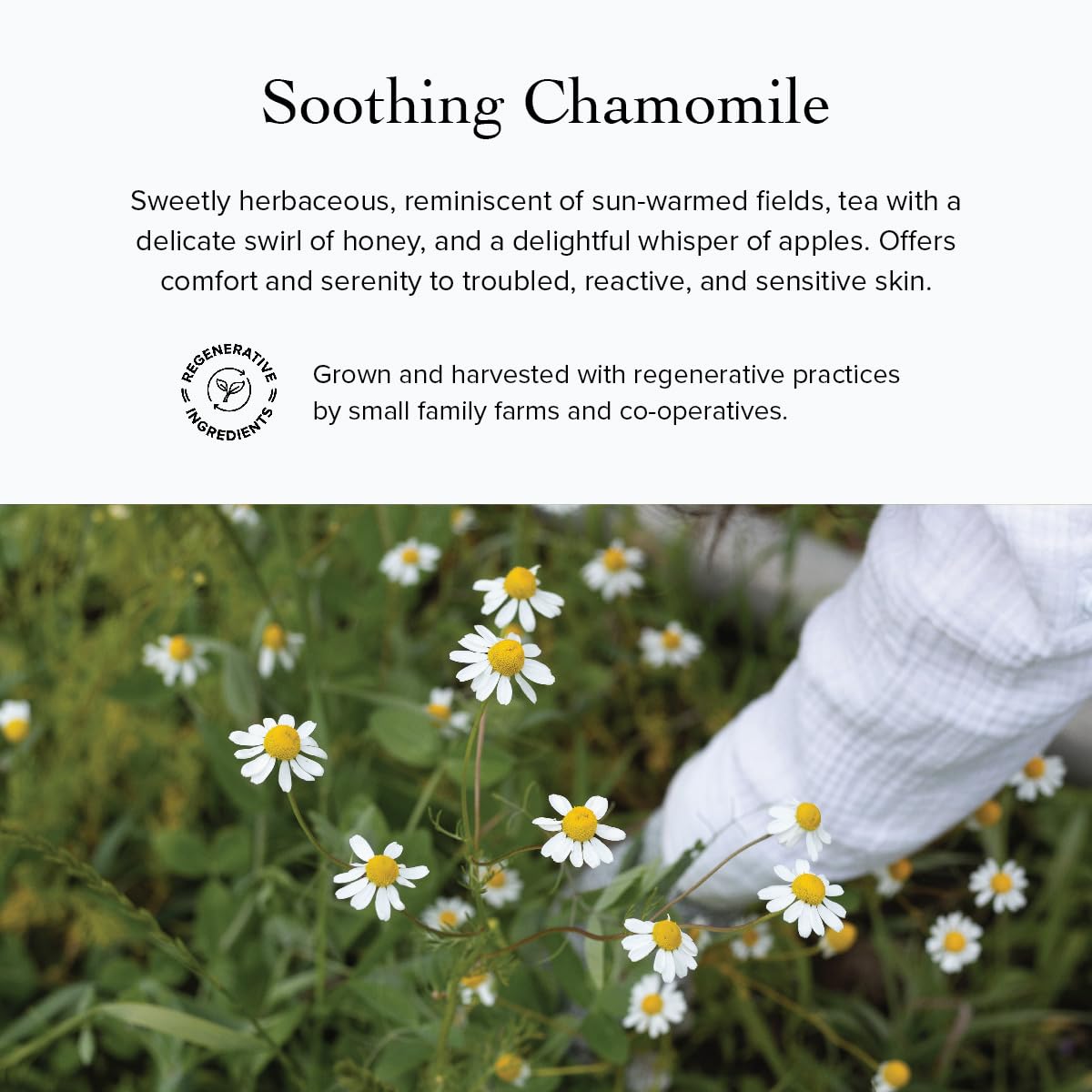gotu kola and plant oils highlighted in evanhealy cleansing milk