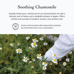 gotu kola and plant oils highlighted in evanhealy cleansing milk