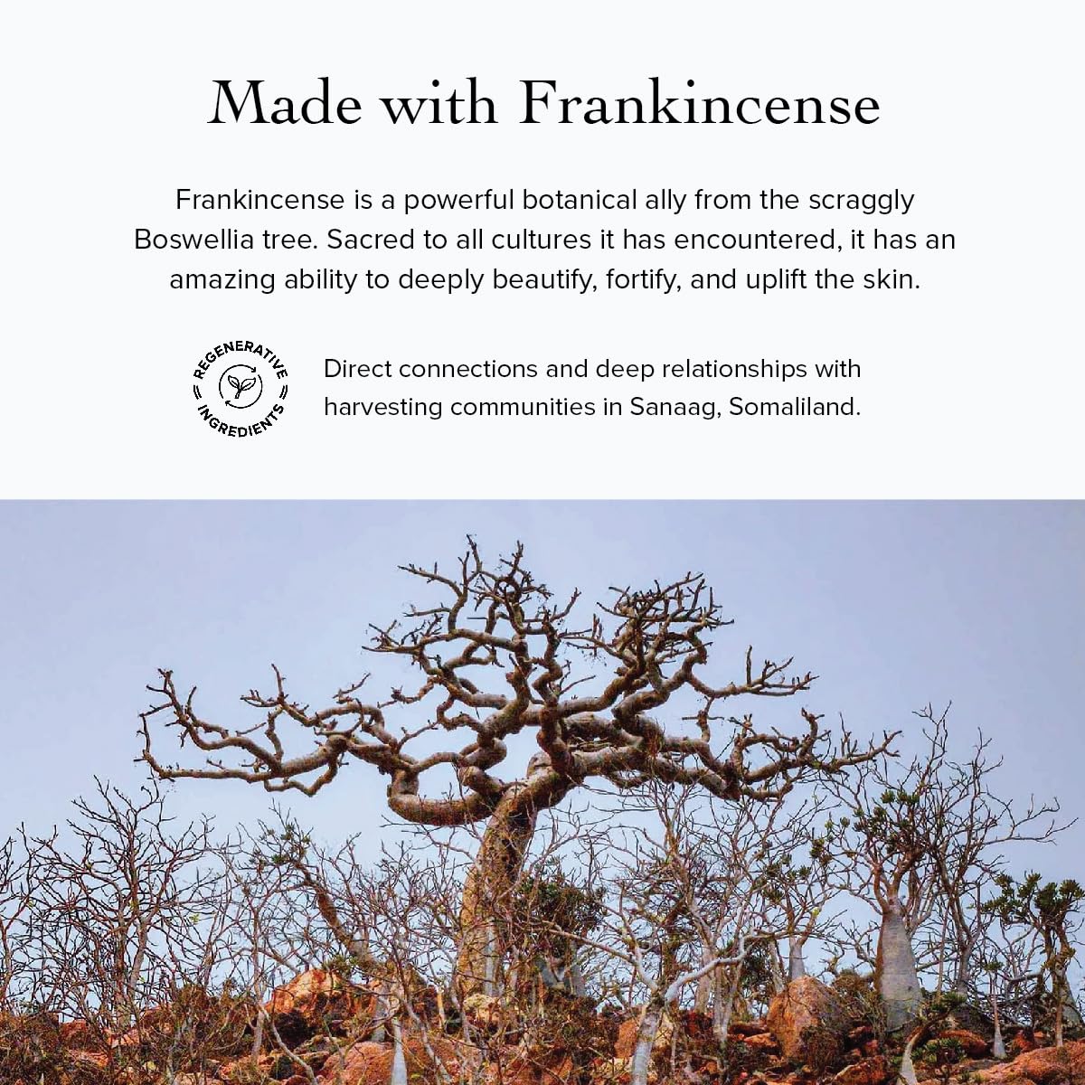 Evanhealy Frankincense hydrosol texture closeup suggests smoothing impact.