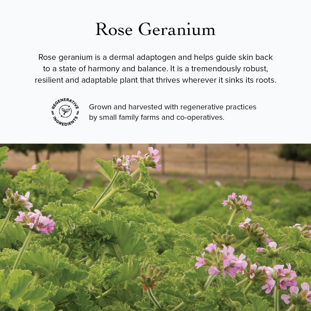 Evanhealy Rose Cleansing Milk after-use skin feels relaxed.