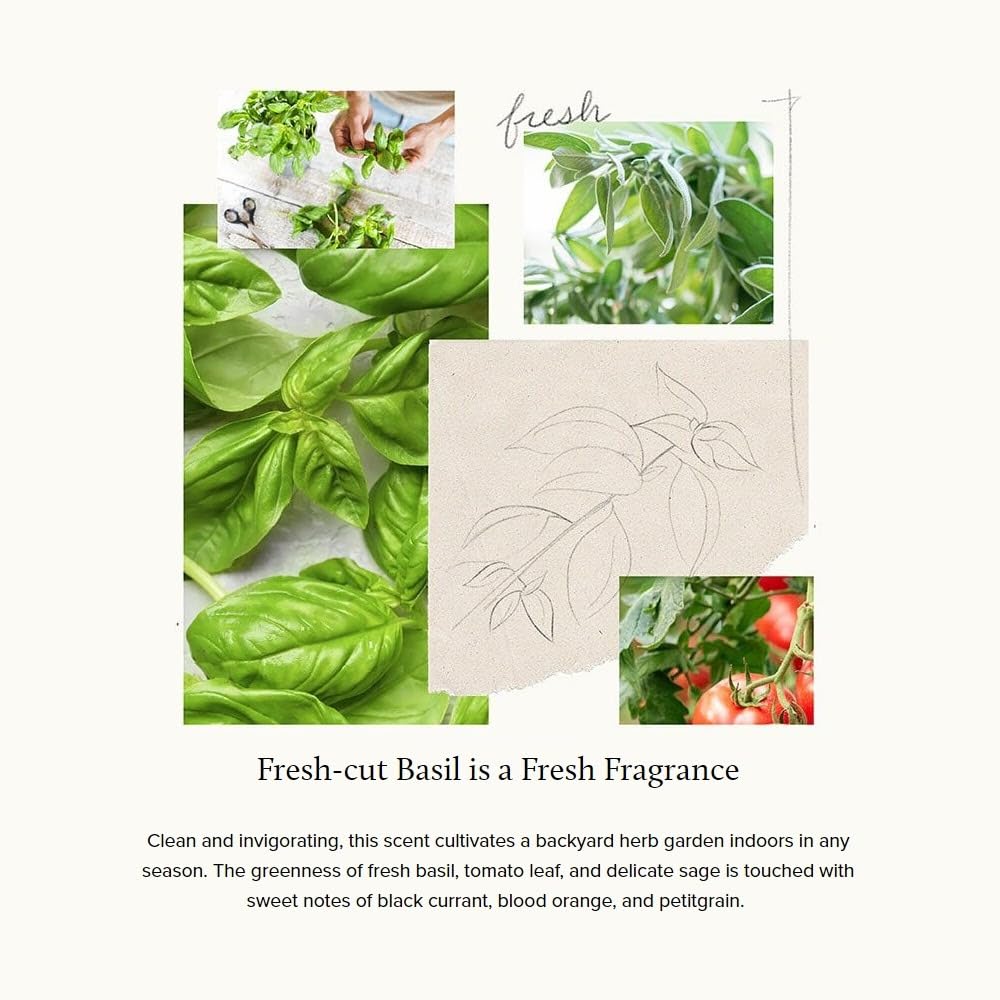 Frasier Fir scent closeup emphasizes crisp evergreen fragrance for holiday ambiance.