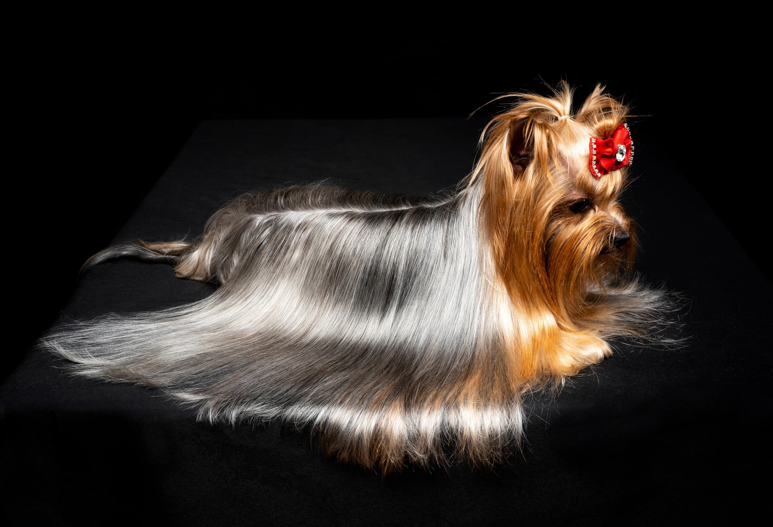 Hidratta grooming session showing easy brush-out for pets.