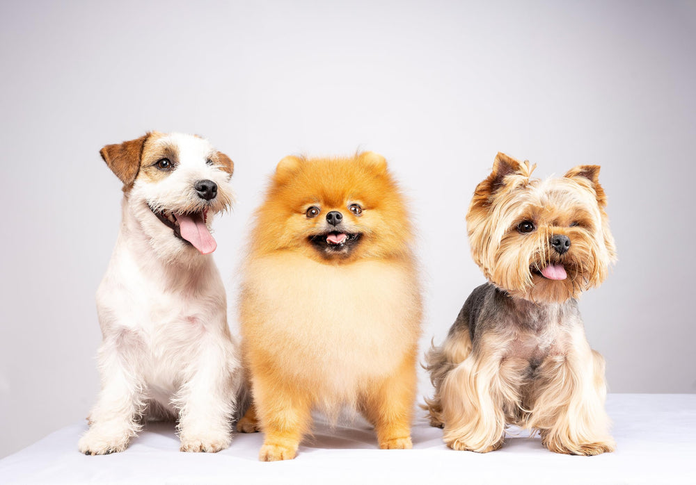 Hidratta Long-haired dog with soft, manageable coat after detangling.