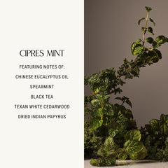 Homecourt Cipres Mint scent evokes spa-like aromatics for refreshing sessions.
