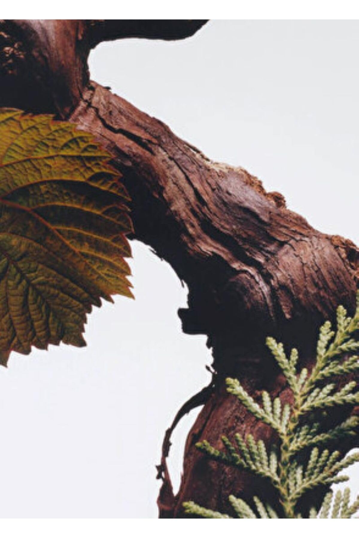 Jo Malone Cypress & Grapevine heart notes close-up with cedarwood and amber