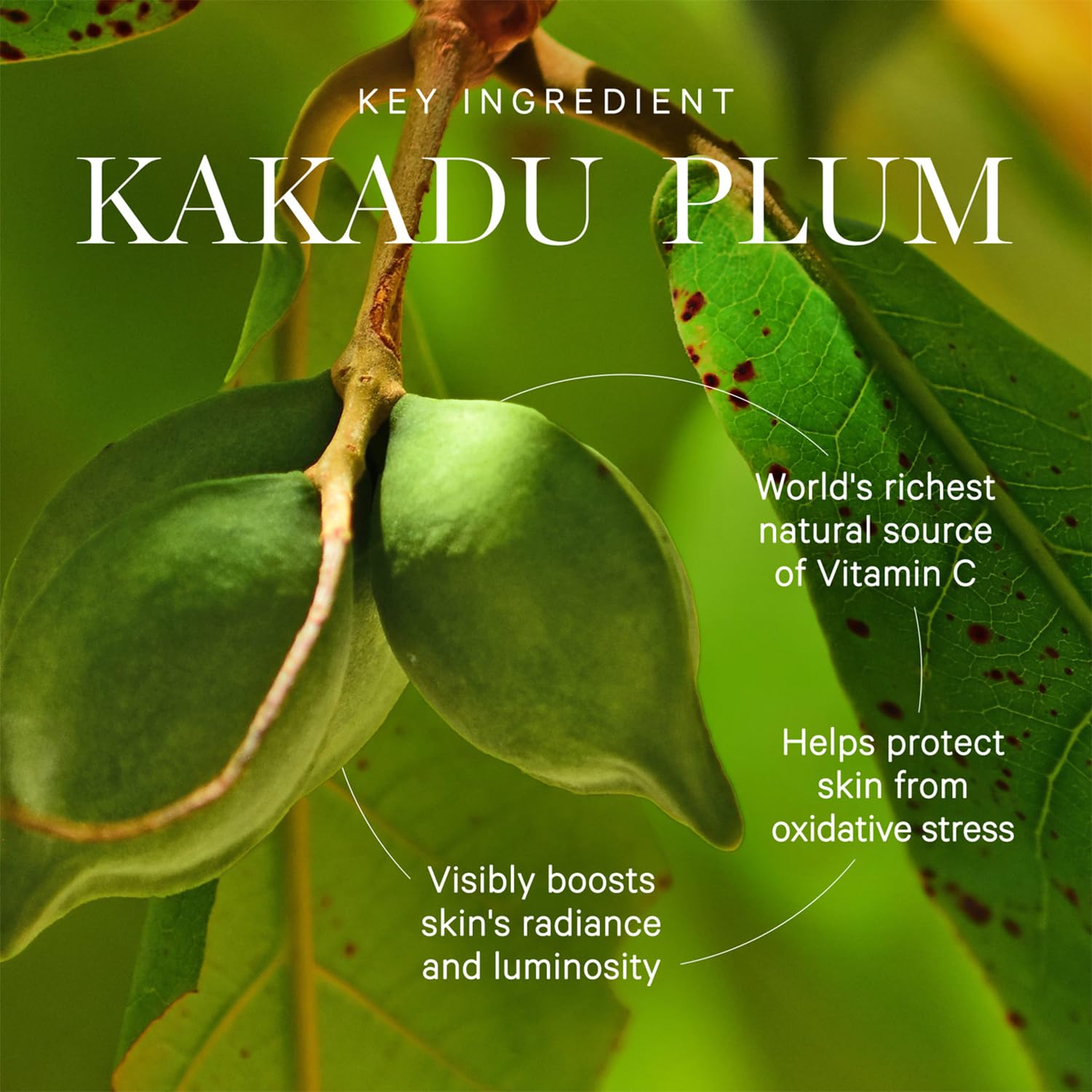 KORA Organics antioxidant-rich formulation shown in product context