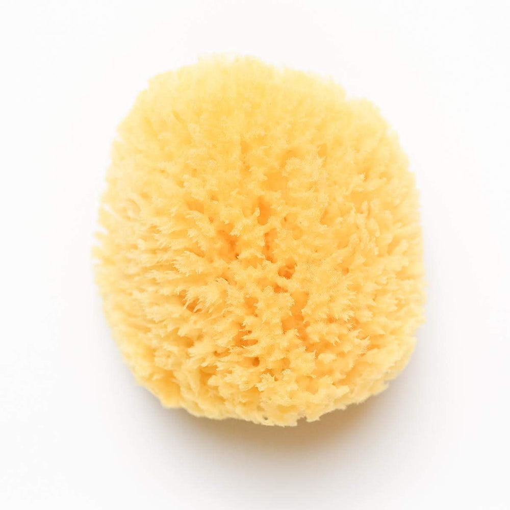 Kyte Baby natural sea sponge close-up showcases texture and high absorbency