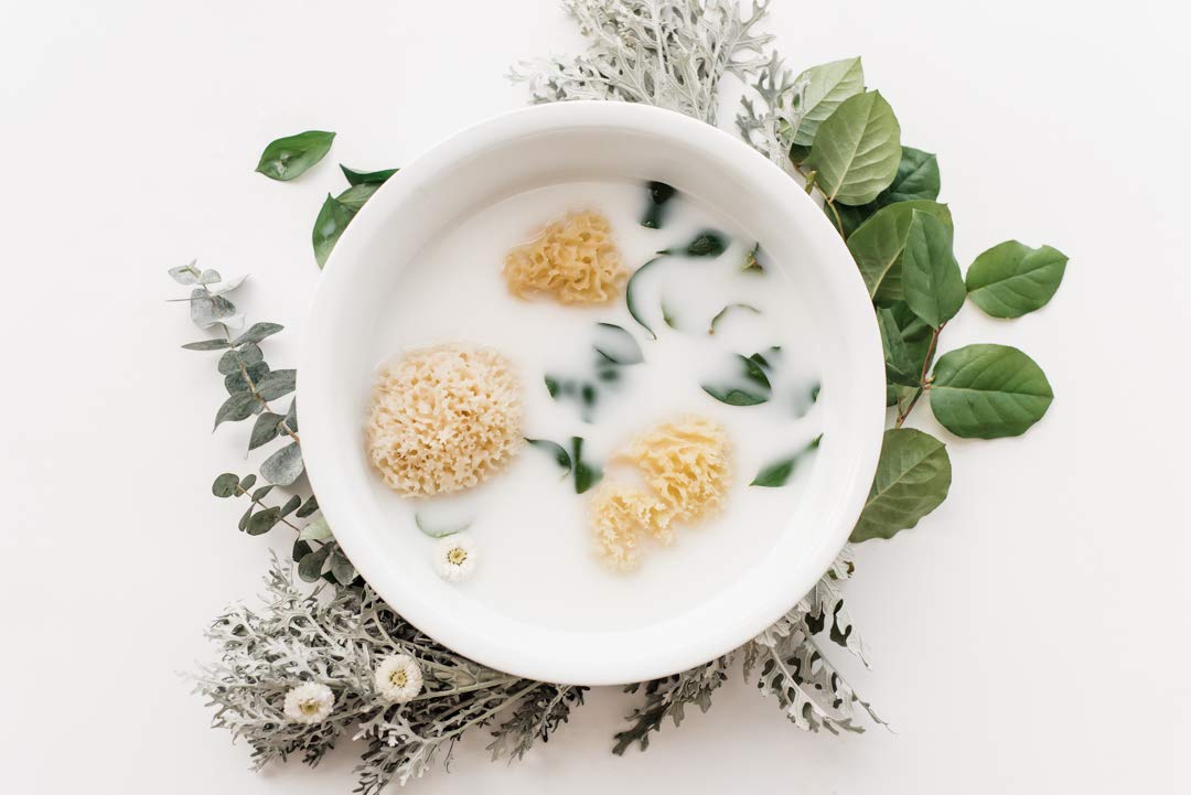 Kyte Baby renewably sourced sea sponge in natural setting emphasizing mild cleansing