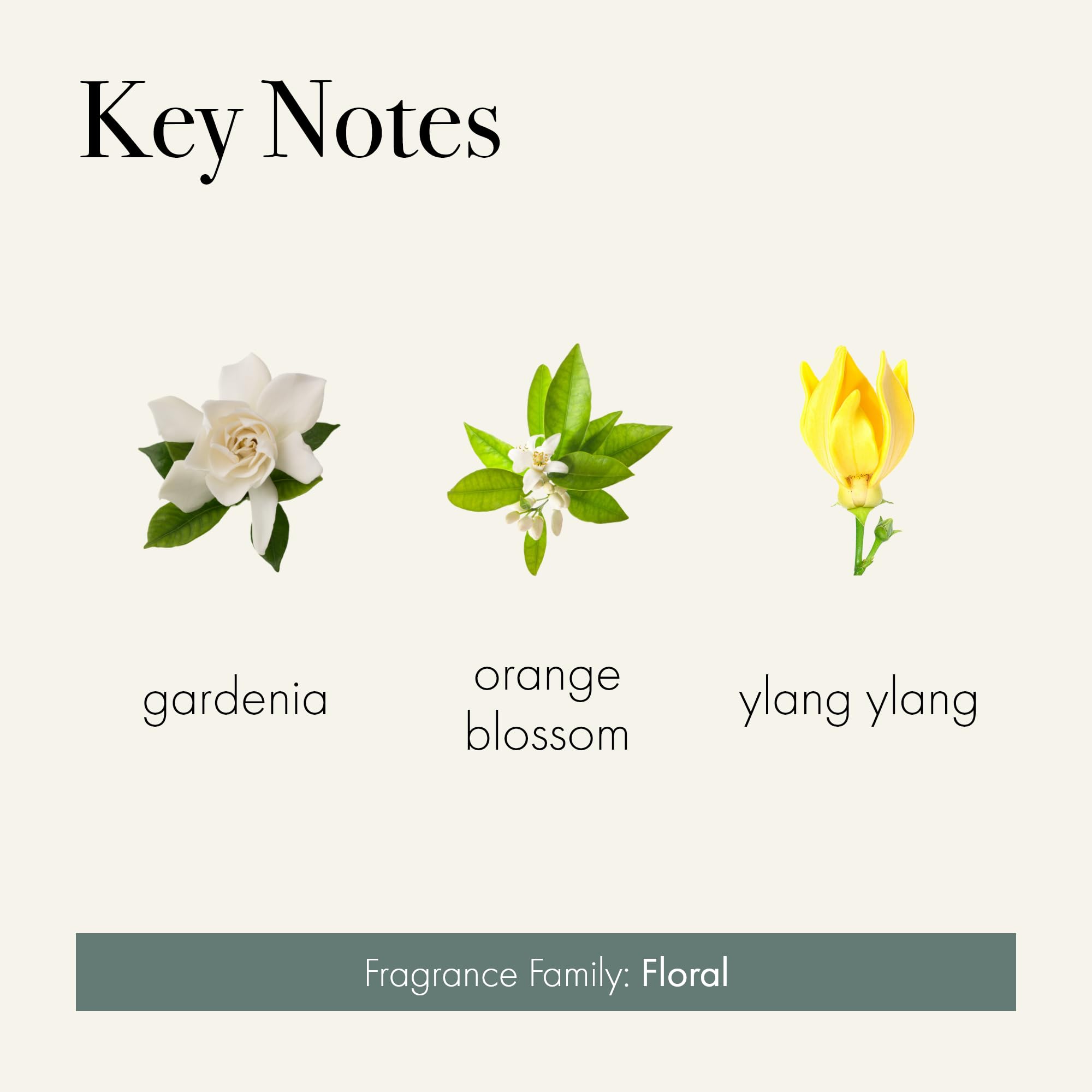 LAFCO New York Gardenia scent profile evokes gardenia with cedar and citrus.